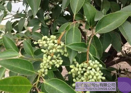 1612233464338365.jpg 640-3 拷貝.jpg